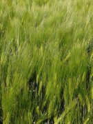 unsere-landwirtschaft-09