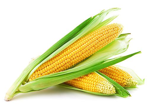 Zuckermais, Süßmais, Zea mays